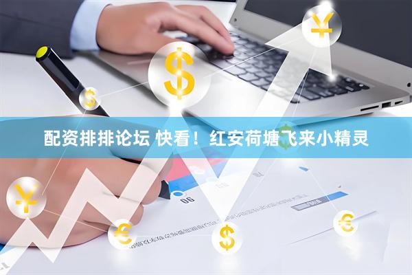 配资排排论坛 快看！红安荷塘飞来小精灵